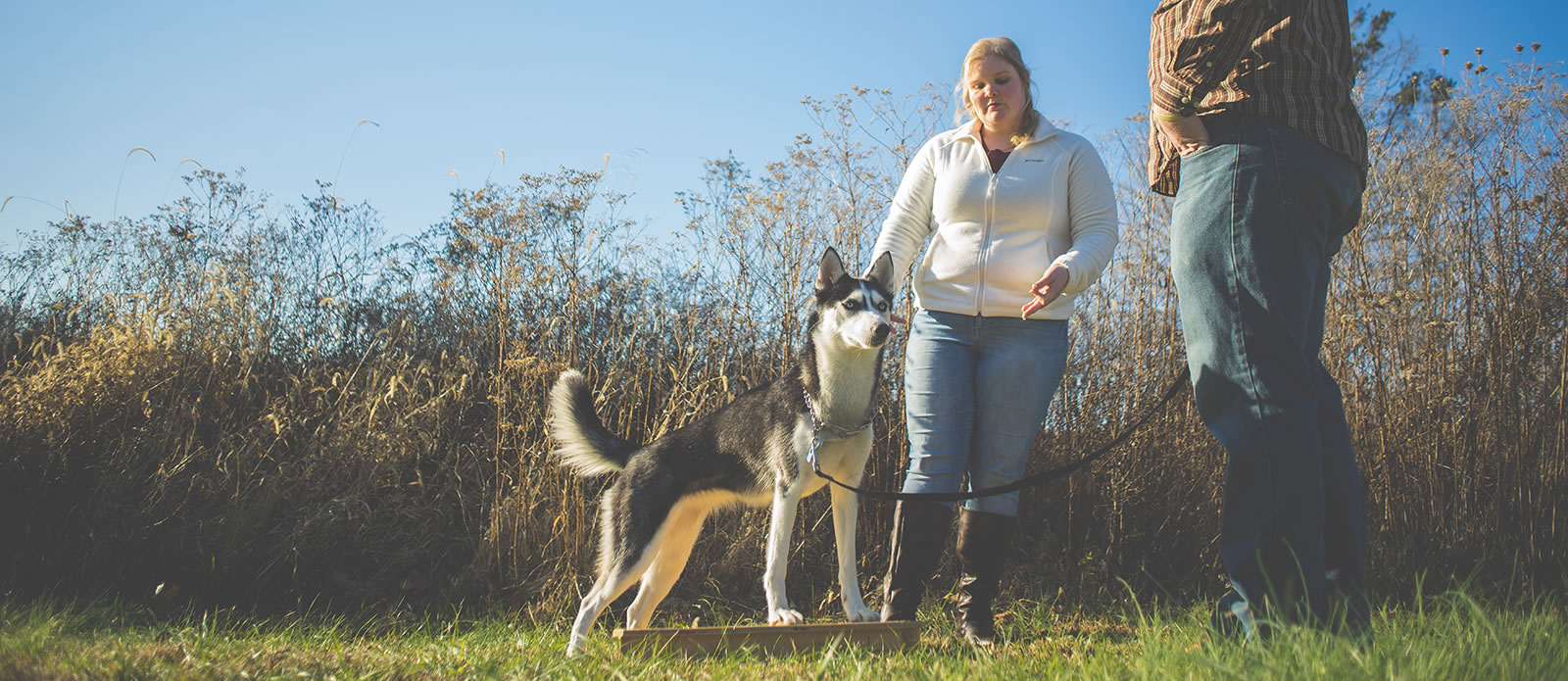 How to train your dog in southern Illinois with Golden Standard Canine Training