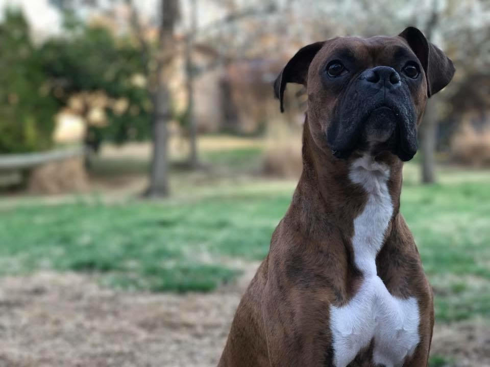 Boxer Dog training review in southern Illinois