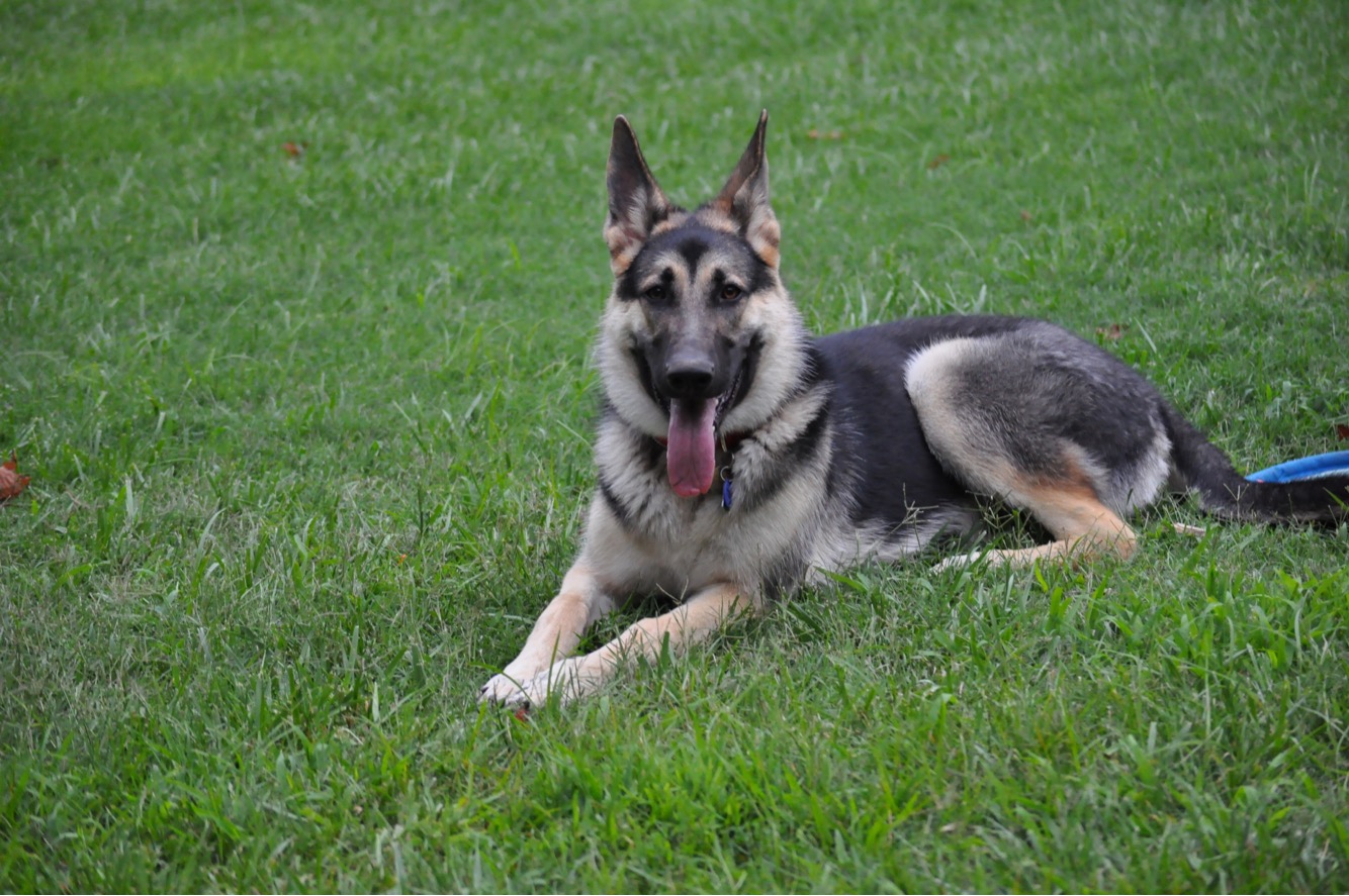 German Shepherd Dog training review in southern Illinois